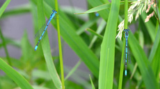 Hufeisen-Azurjungfer (3).jpg